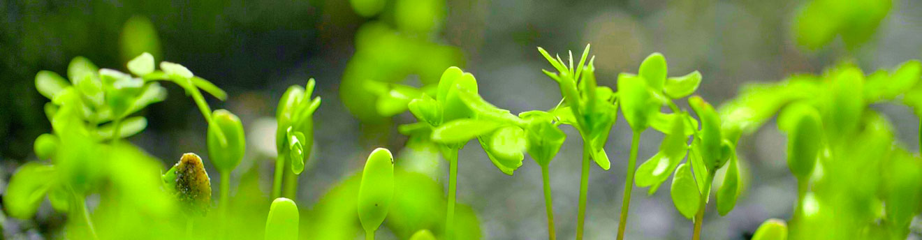 發(fā)展戰(zhàn)略