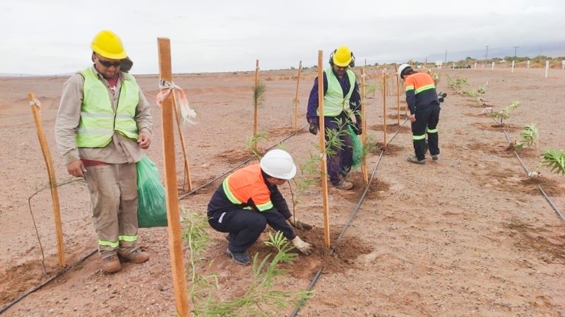 鋰業(yè)科思：風沙“故里”育綠洲