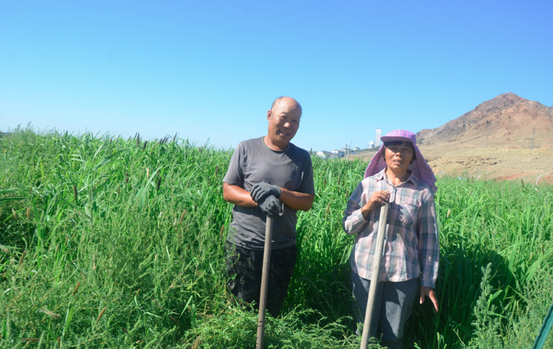 排土場變身飼草基地
