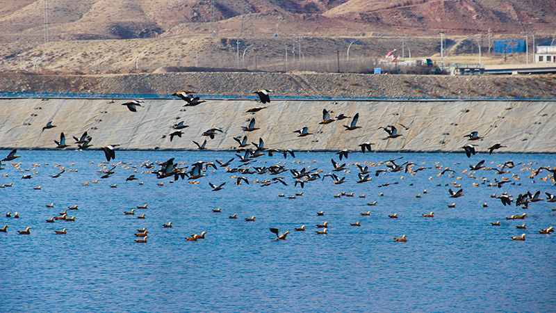 烏后紫金礦井水調節池成“生態驛站” 赤麻鴨組團棲息